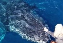 Sea World Whale Watch